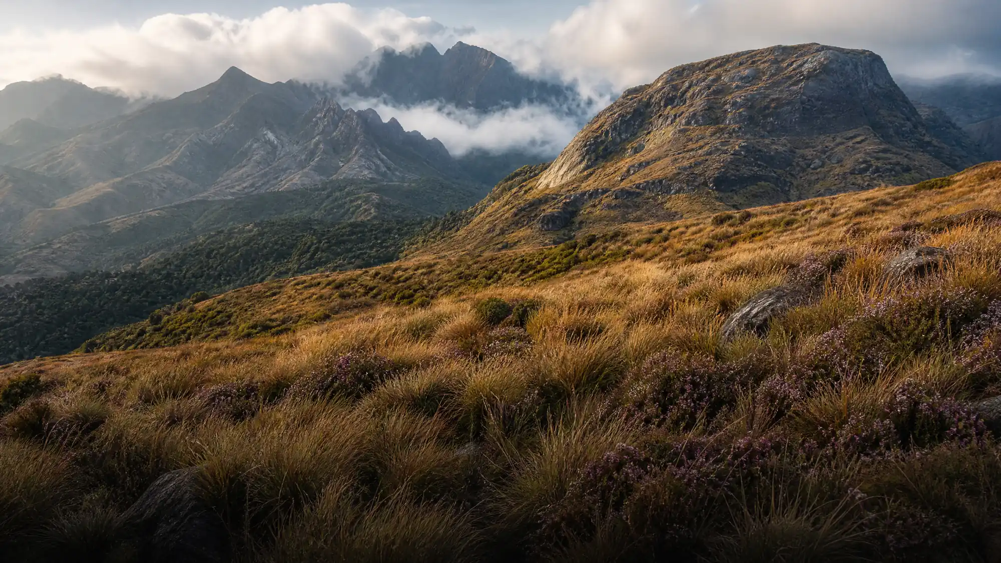 Explora praderas de shola de gran altitud y bosques secos caducifolios. Eravikulam protege al tahr del Nilgiri, mientras que Chinnar ofrece rutas de trekking guiadas y terreno escarpado.