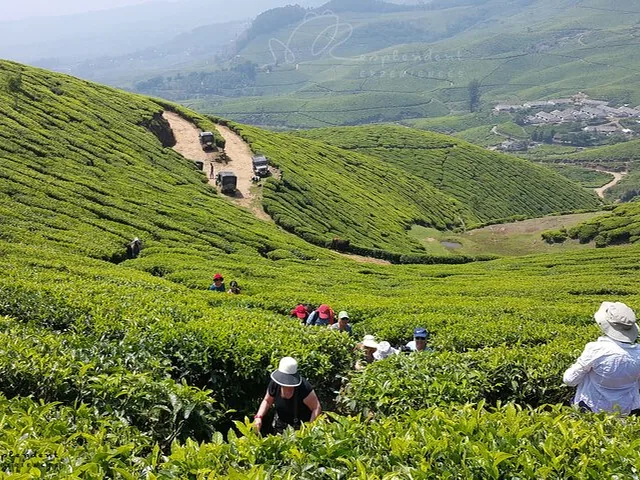 Tourists walking through vast, vibrant green tea plantations on rolling hills
