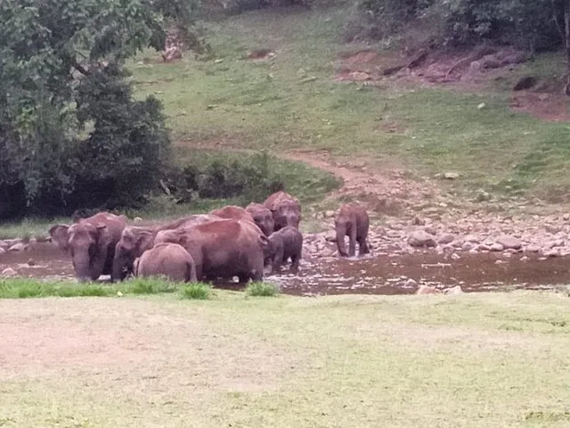 Herd of elephants wading in a shallow rocky river in a green landscape.