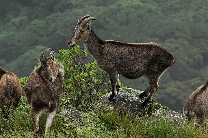 Nilgiri tahrs standing on a rock with forested hills in the background.