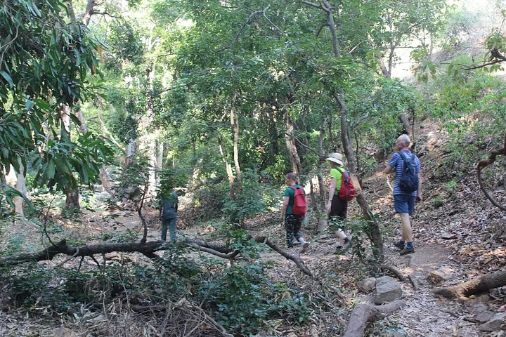 Grupo de turistas haciendo senderismo por un sendero de tierra a través de un bosque denso.