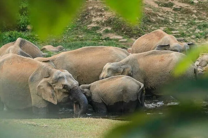 Nahaufnahme mehrerer Elefanten, die in einem schlammigen Fluss baden.