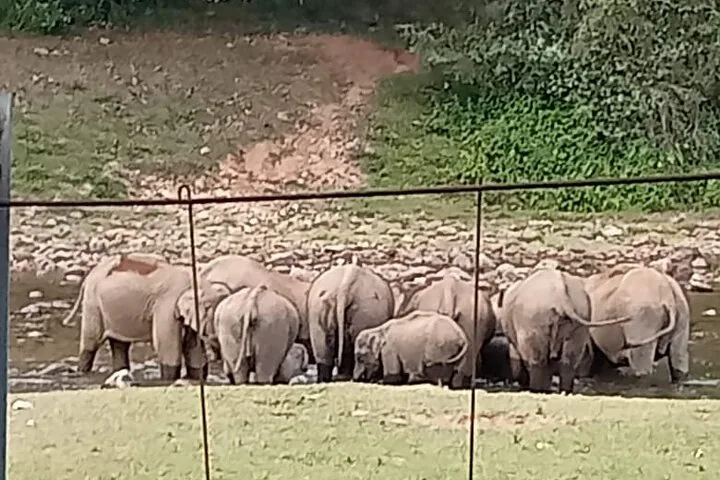 Elefantes vistos desde atrás, caminando por una zona rocosa detrás de una valla de alambre.