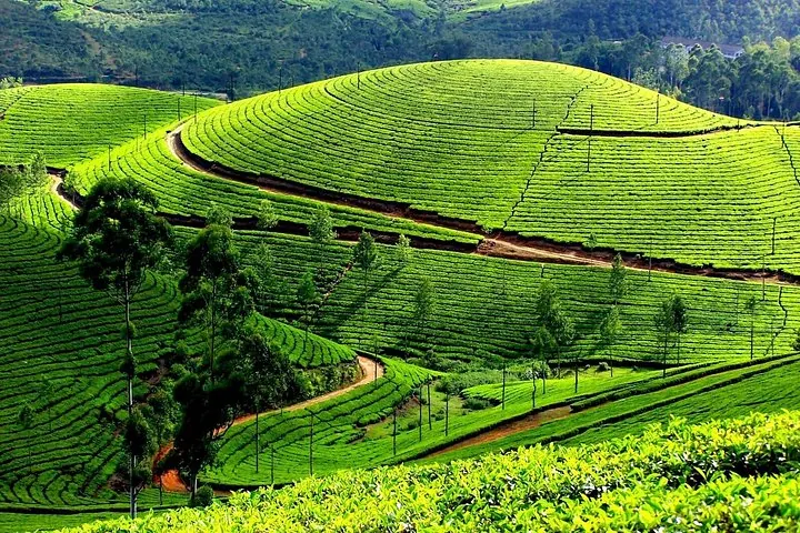 Vista panoramica di vaste piantagioni di tè verde che ricoprono le colline con sentieri sterrati
