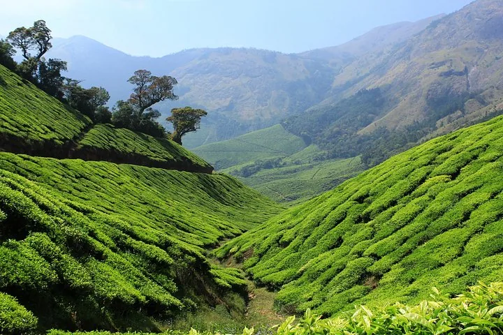Exuberantes plantaciones de té verde que cubren colinas onduladas en el Parque Nacional de Eravikulam.