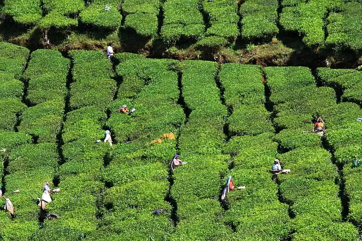 Trabajadores recogiendo hojas de té en plantaciones aterrazadas en las laderas del Parque Nacional de Eravikulam.